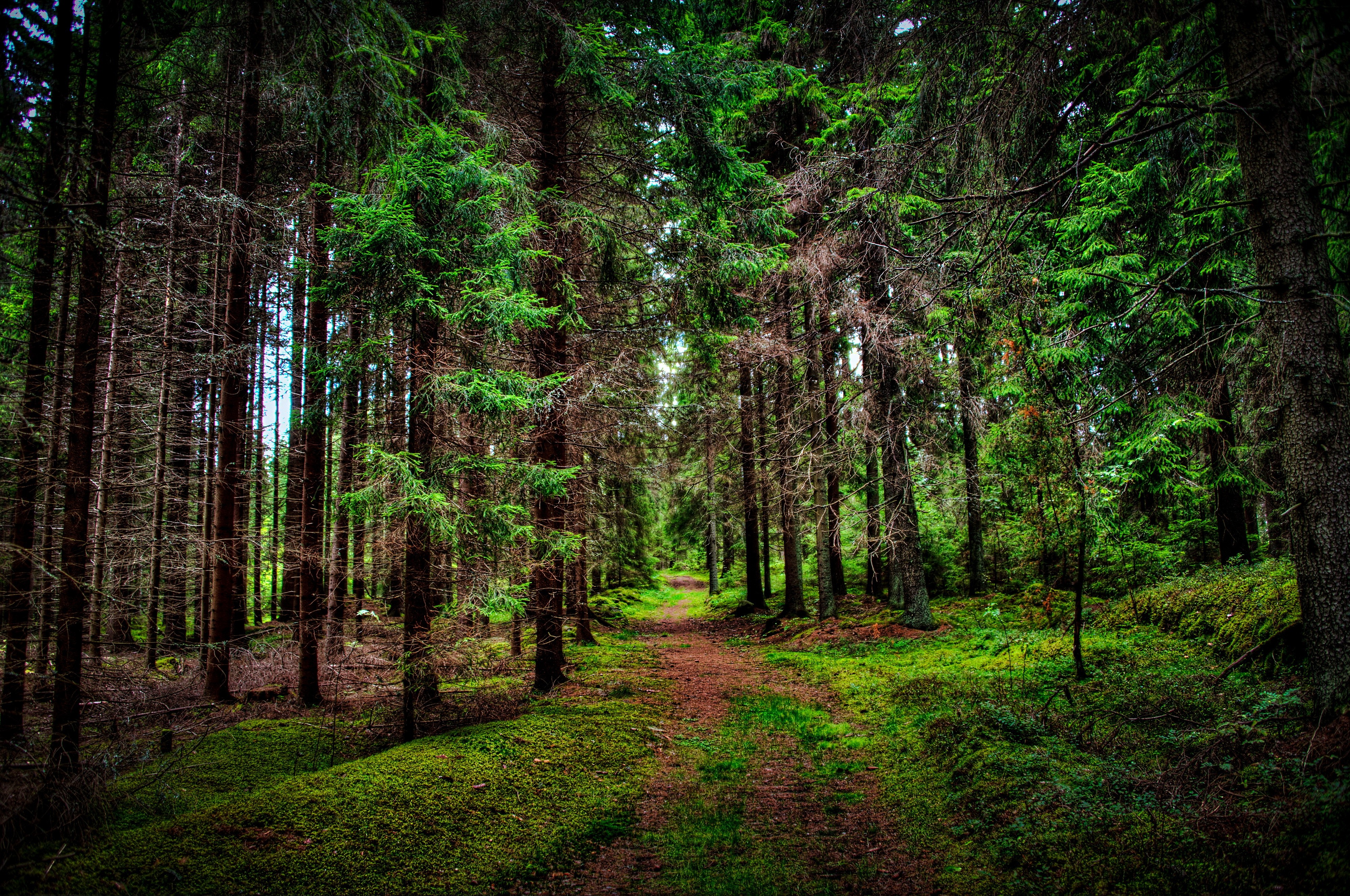 190398-nature-landscape-trees-forest-wood-branch-leaves-path-grass-HDR-1794814360
